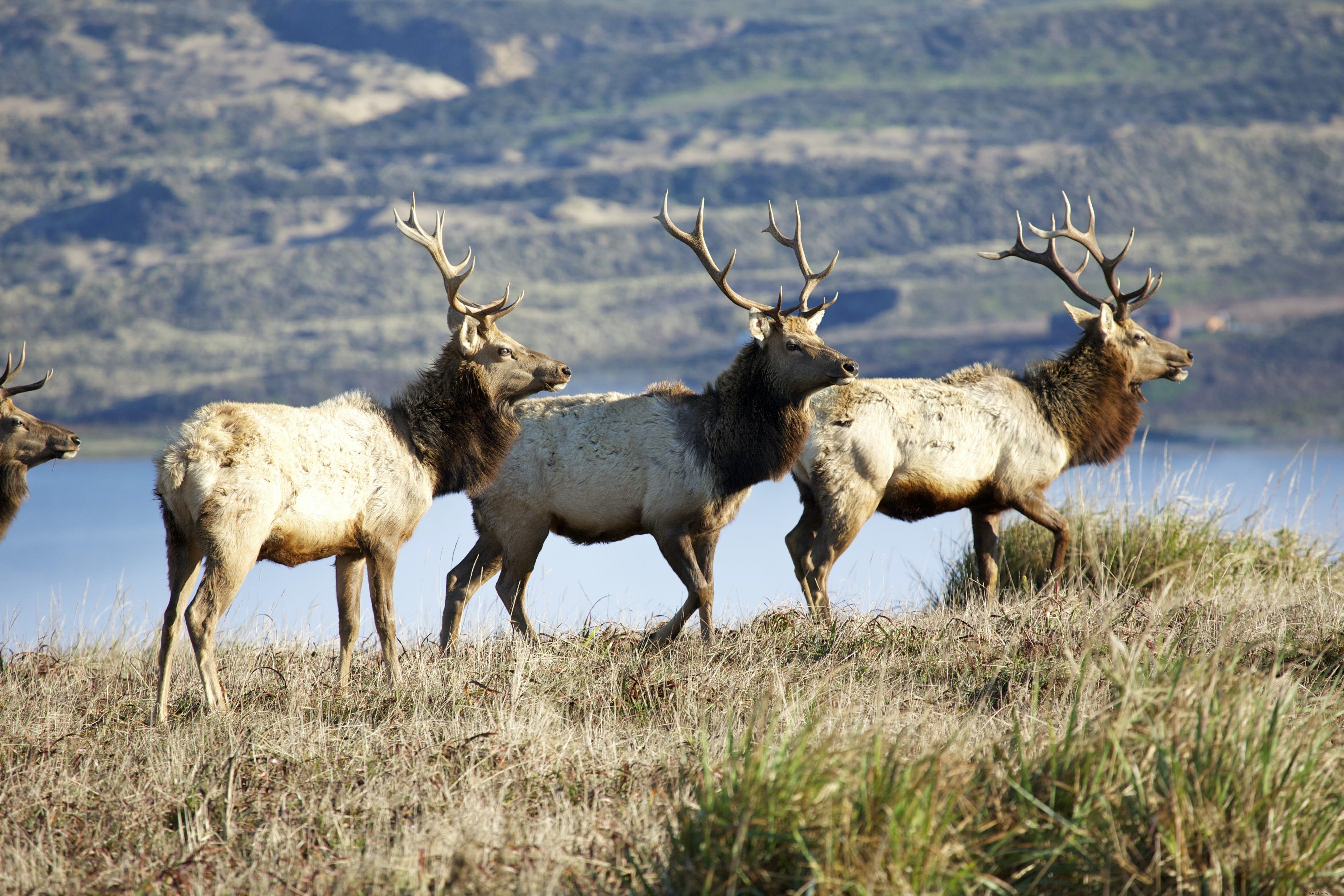 Point Reyes National Seashore: Beaches, Hiking Trails, History & Wildlife Guide