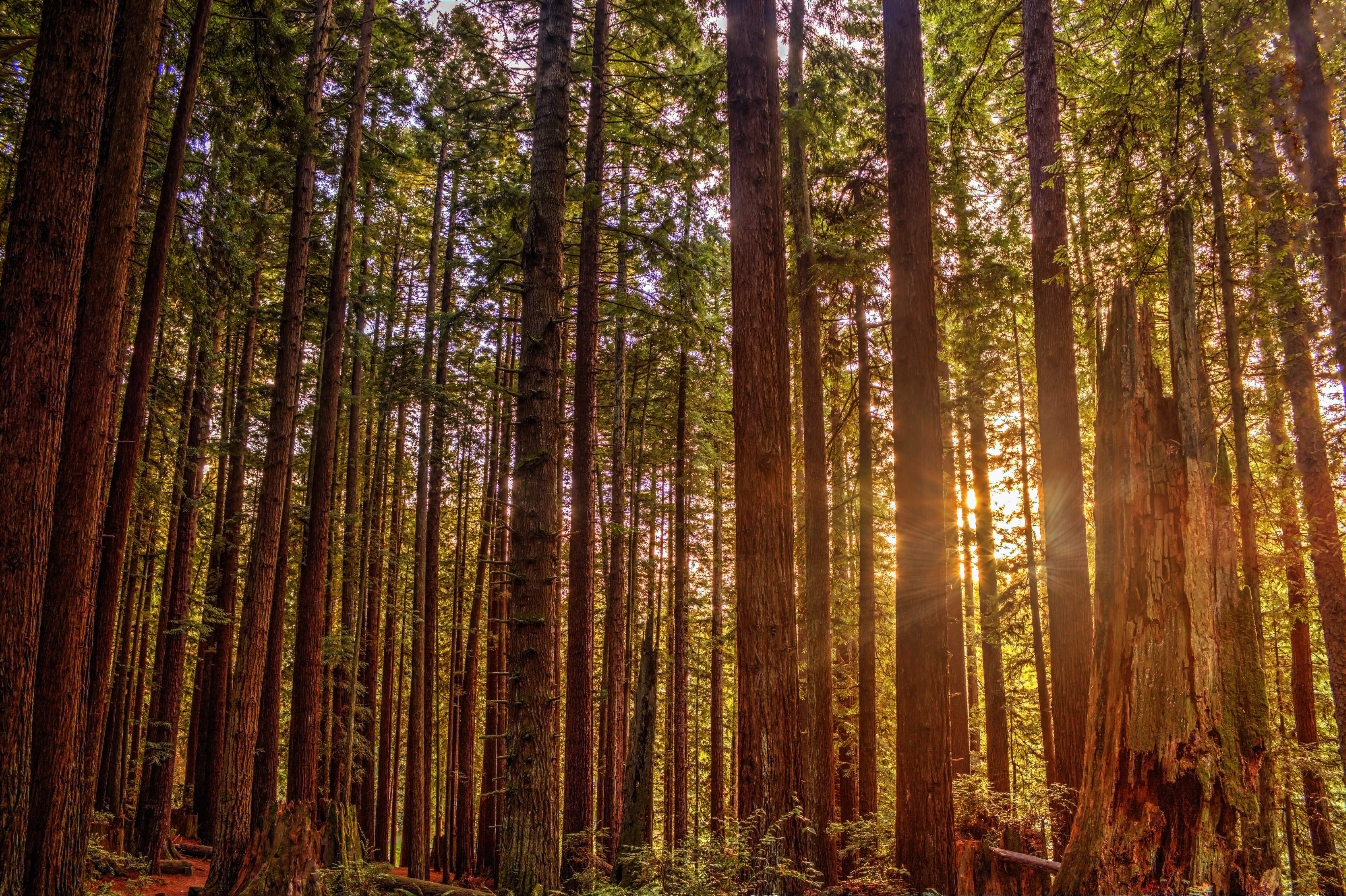 Muir Woods National Monument: Ancient Redwoods and Easy Hikes Near San Francisco