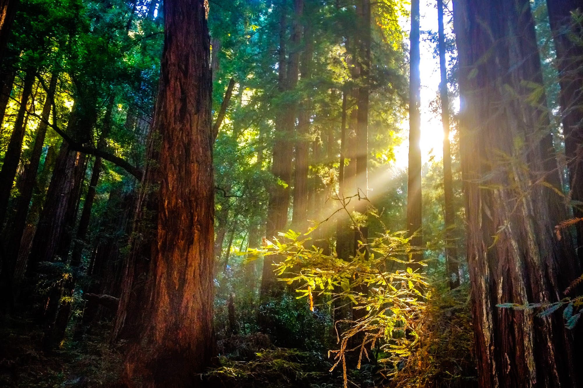 Muir Woods National Monument: Ancient Redwoods and Easy Hikes Near San Francisco