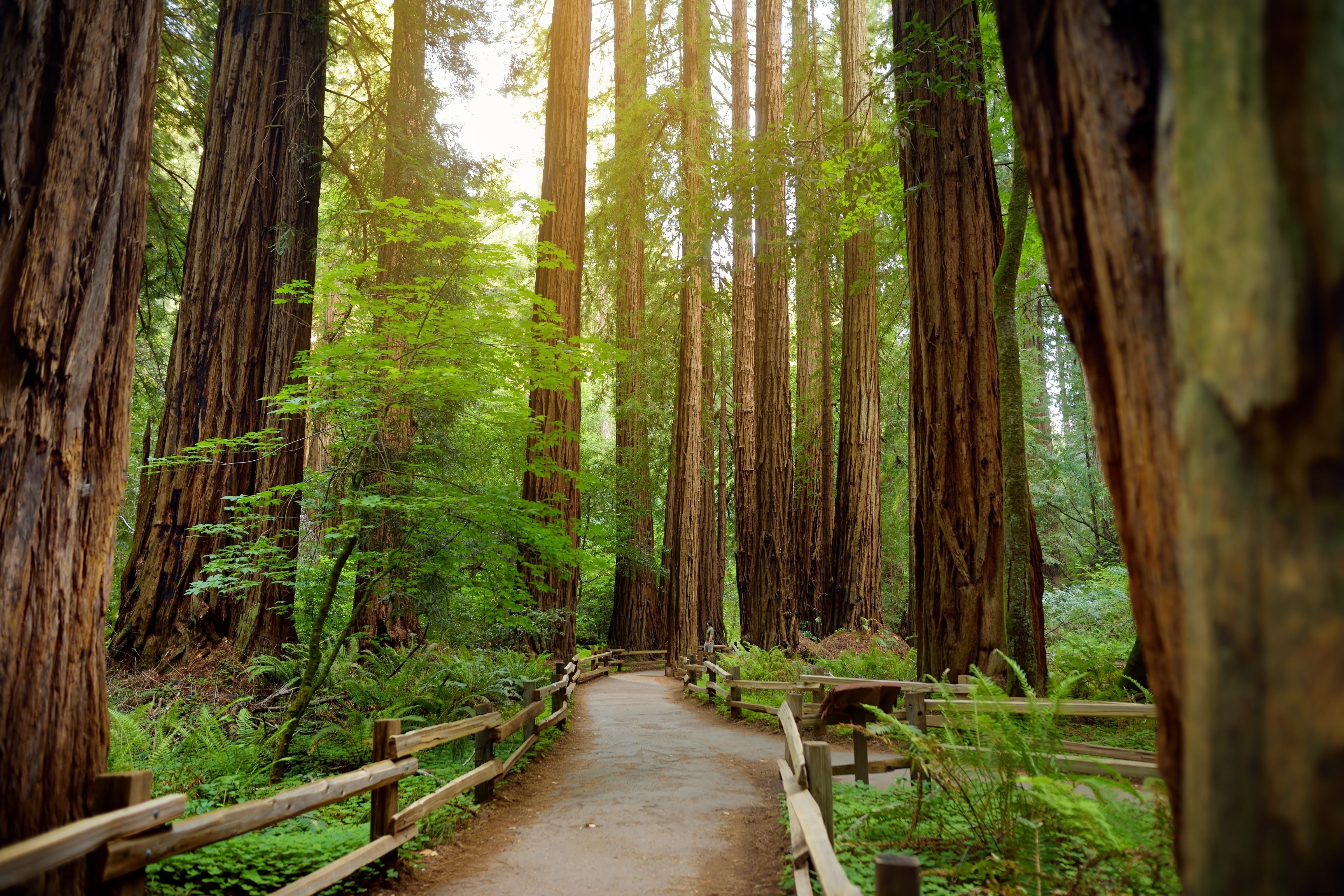 Muir Woods National Monument: Ancient Redwoods and Easy Hikes Near San Francisco