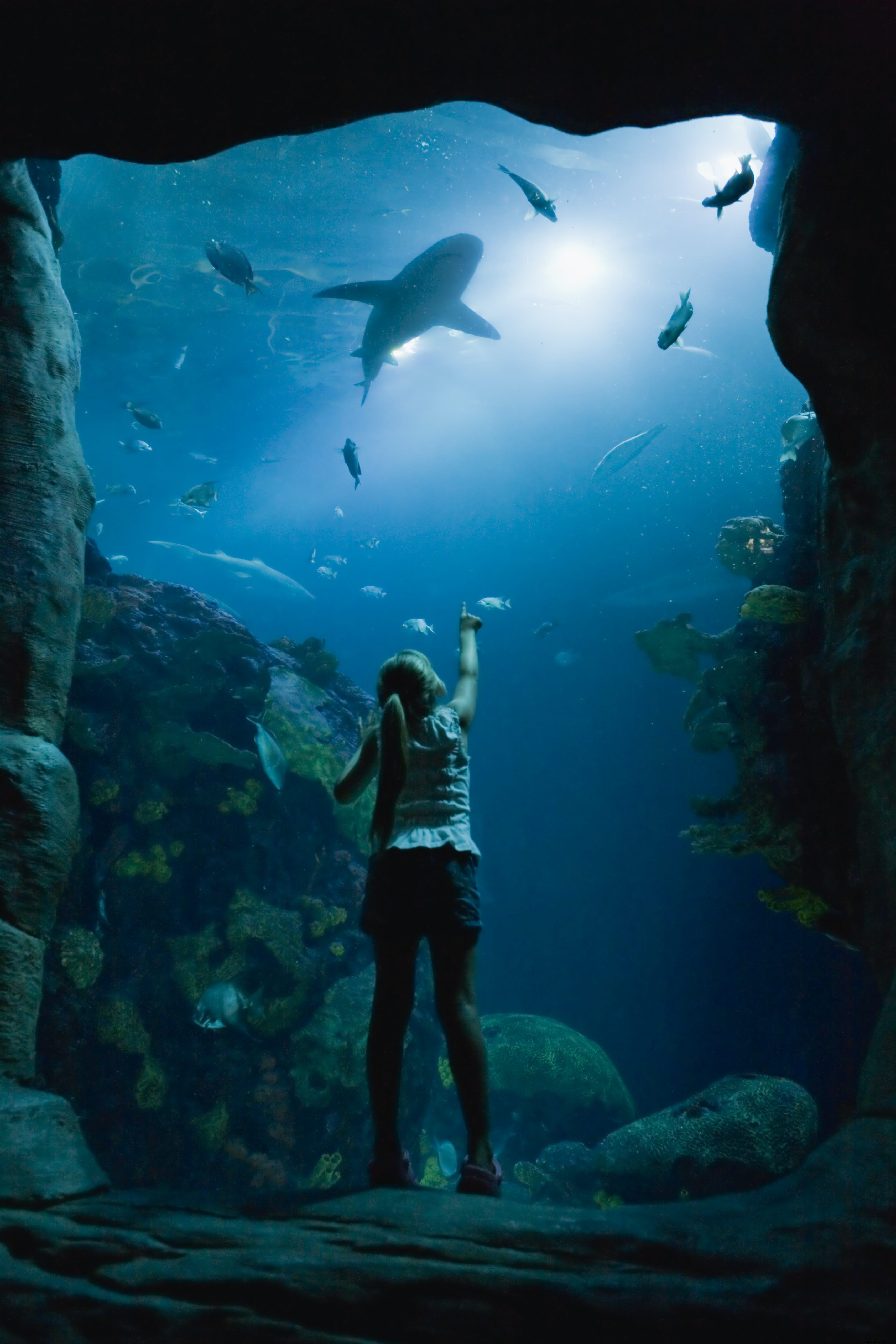 Tennessee Aquarium: Chattanooga s Premier Destination for Marine Wonders