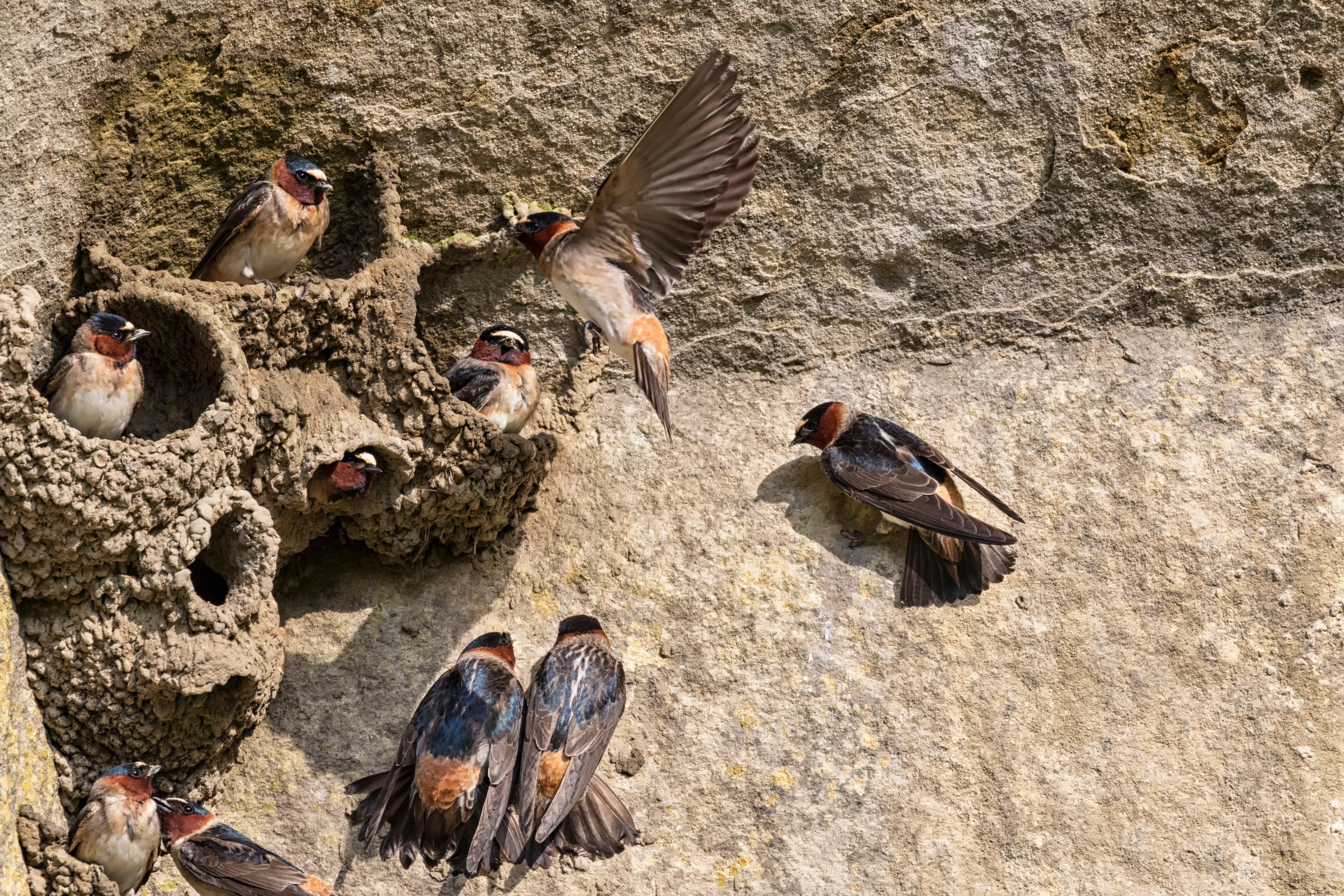Mission San Juan Capistrano: California s Historic Jewel and Swallow Sanctuary