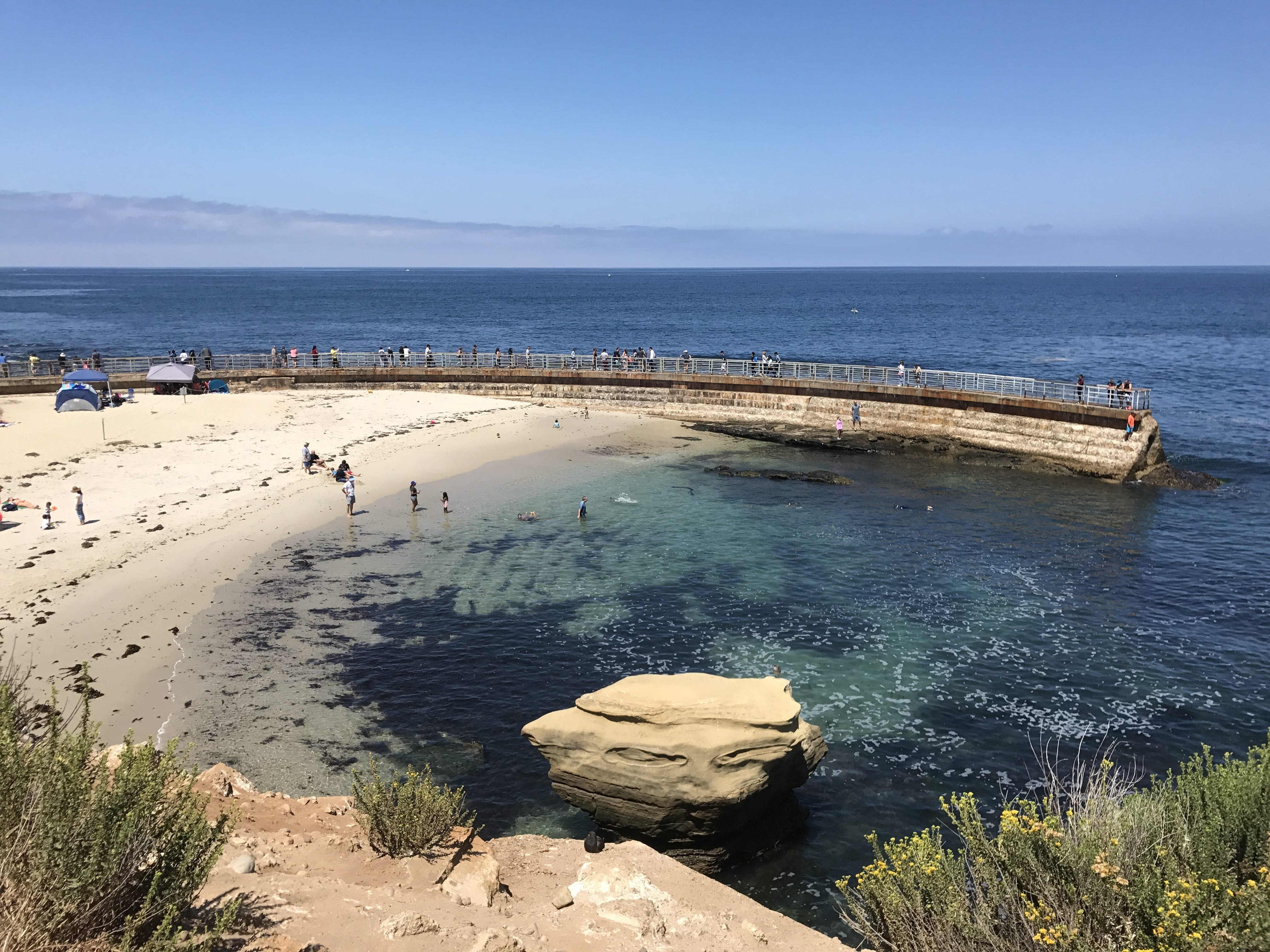 La Jolla s Children s Pool: Seals, History, and Essential Visitor Guide