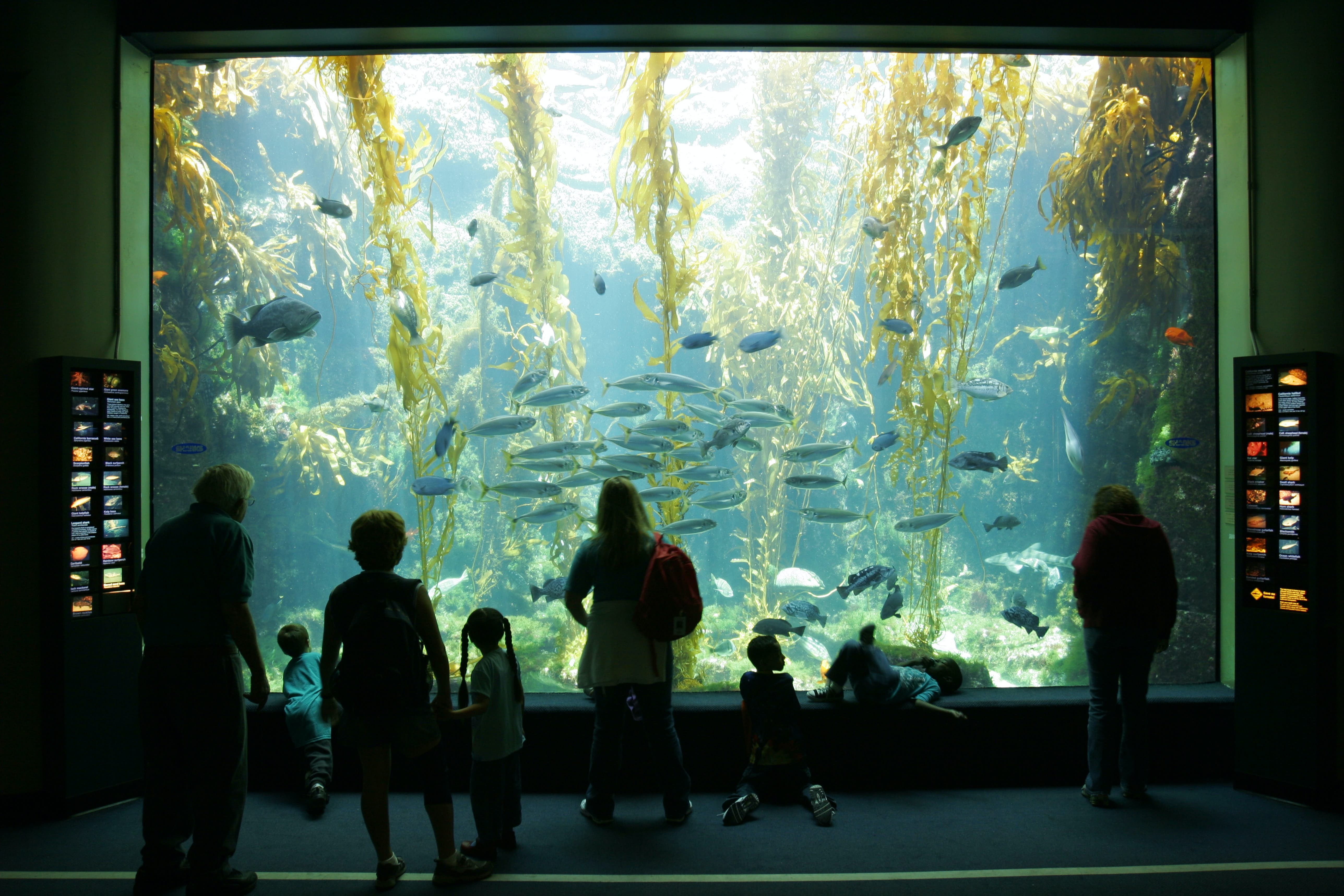 Birch Aquarium at Scripps: Premier Marine Exhibits and Research Hub in La Jolla