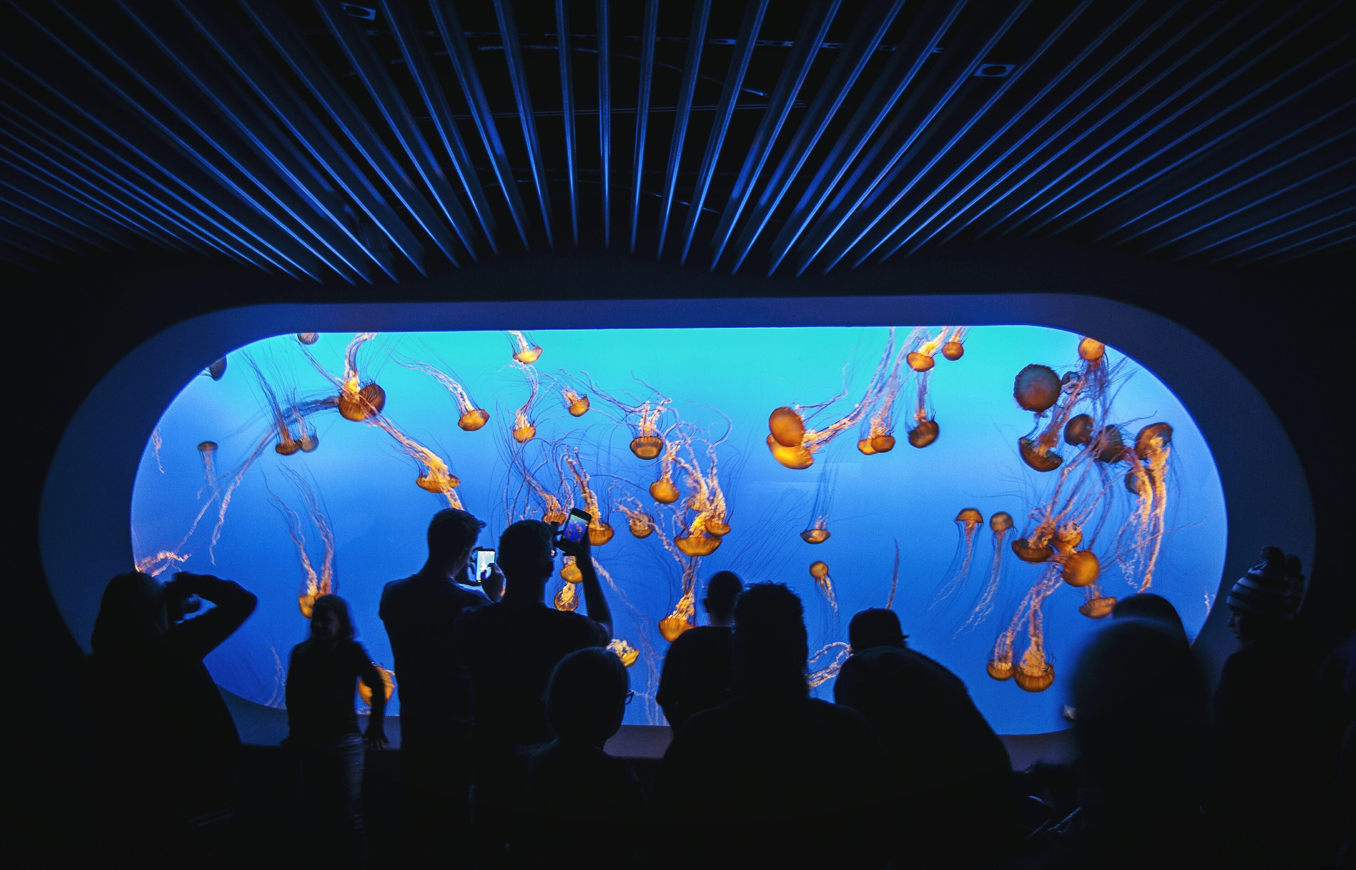 Monterey Bay Aquarium: World-Class Marine Exhibits and Visitor Guide