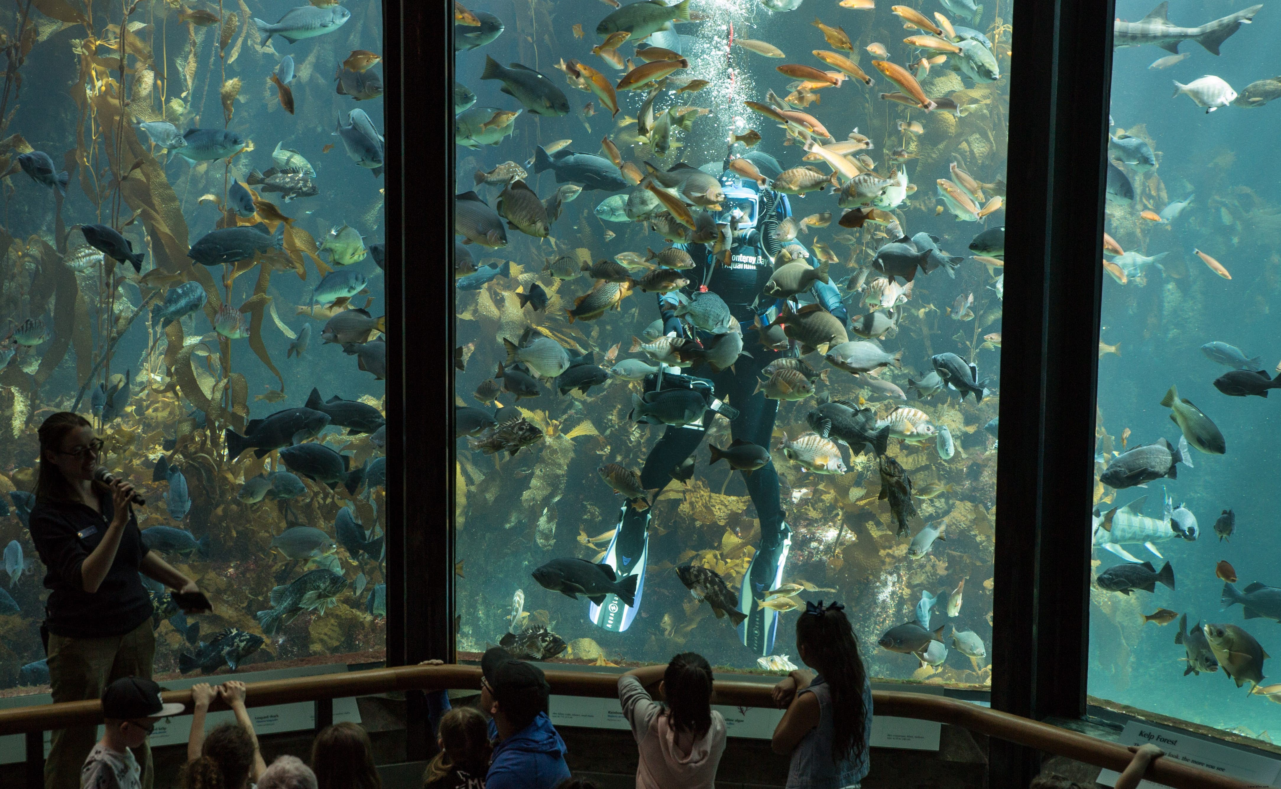 Monterey Bay Aquarium: World-Class Marine Exhibits and Visitor Guide
