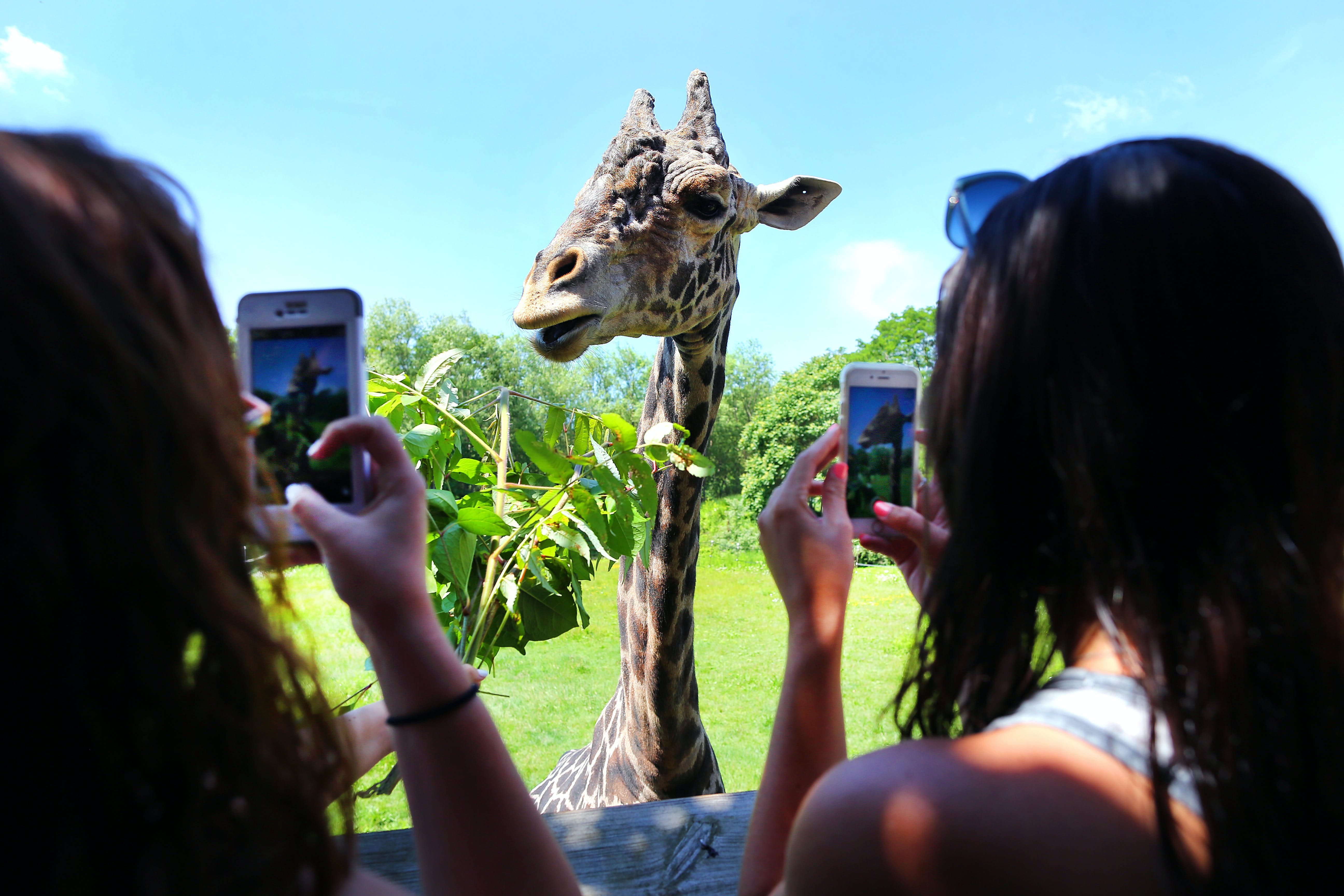 Franklin Park Zoo Boston: Tropical Forests, Savanna Wildlife & Boston Lights Guide