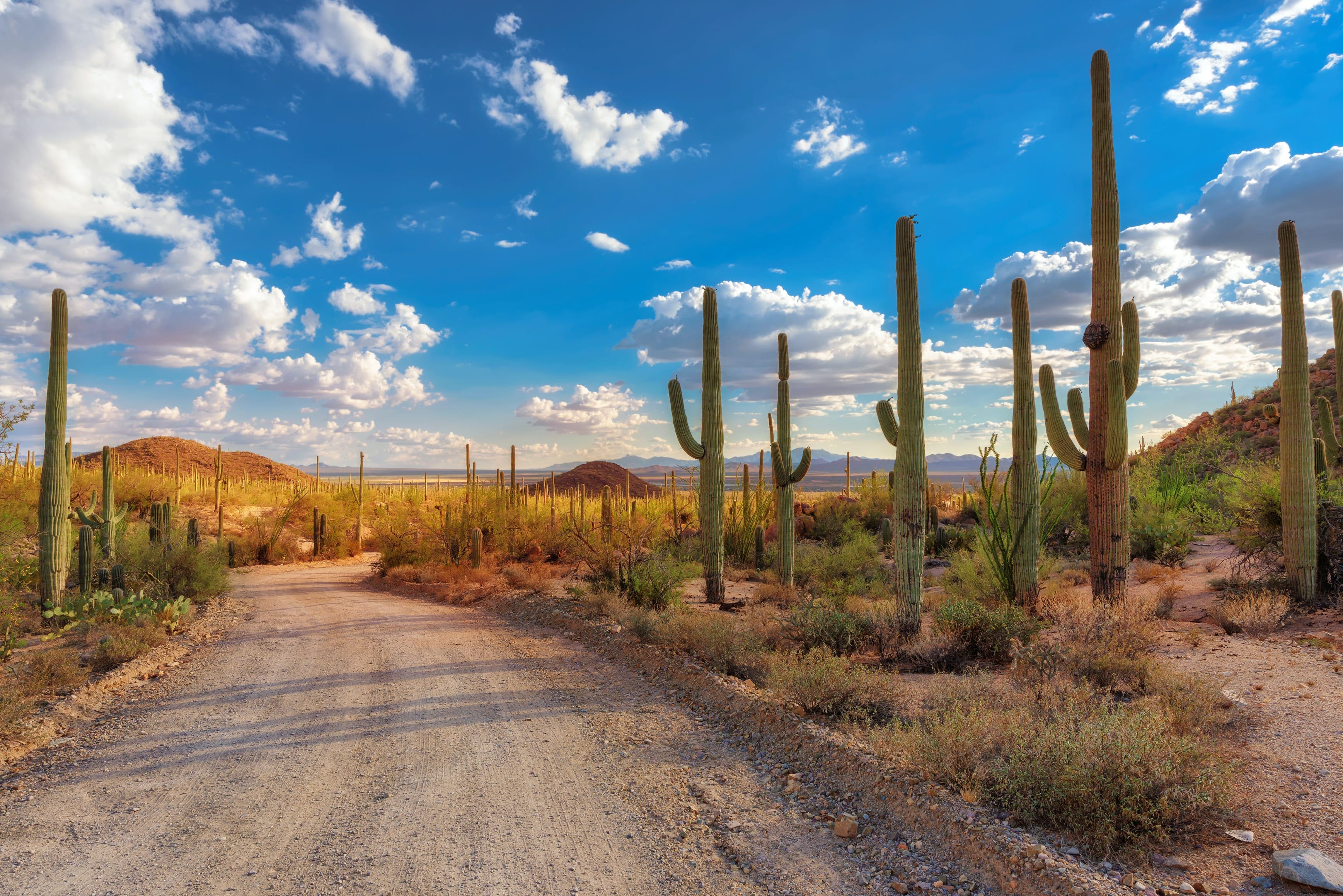 Saguaro National Park: Iconic Cacti, Stunning Trails, and Desert Wonders Near Tucson