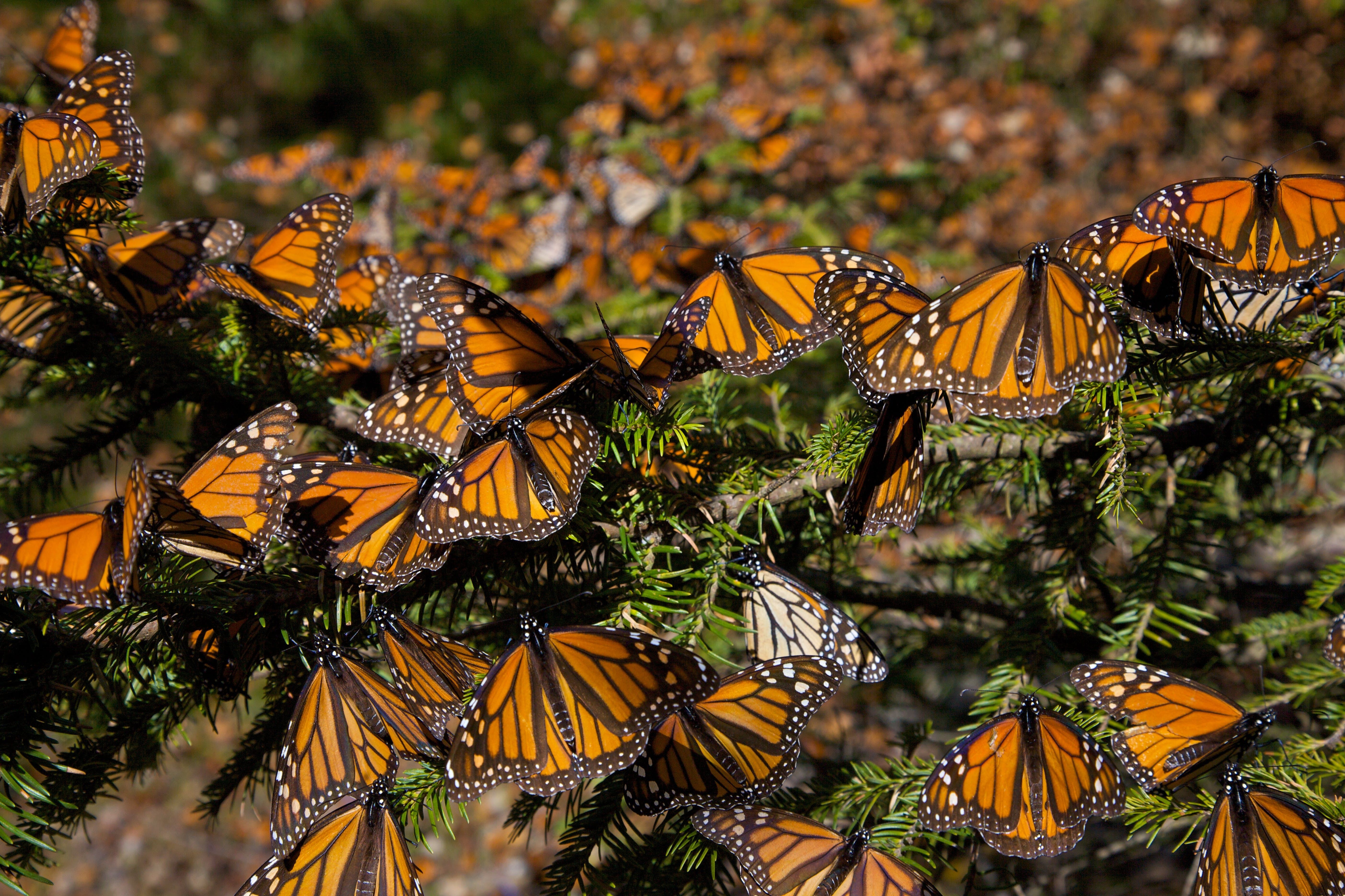 Reserva de la Biosfera Santuario de la Mariposa Monarca: Patrimonio UNESCO en Michoacán