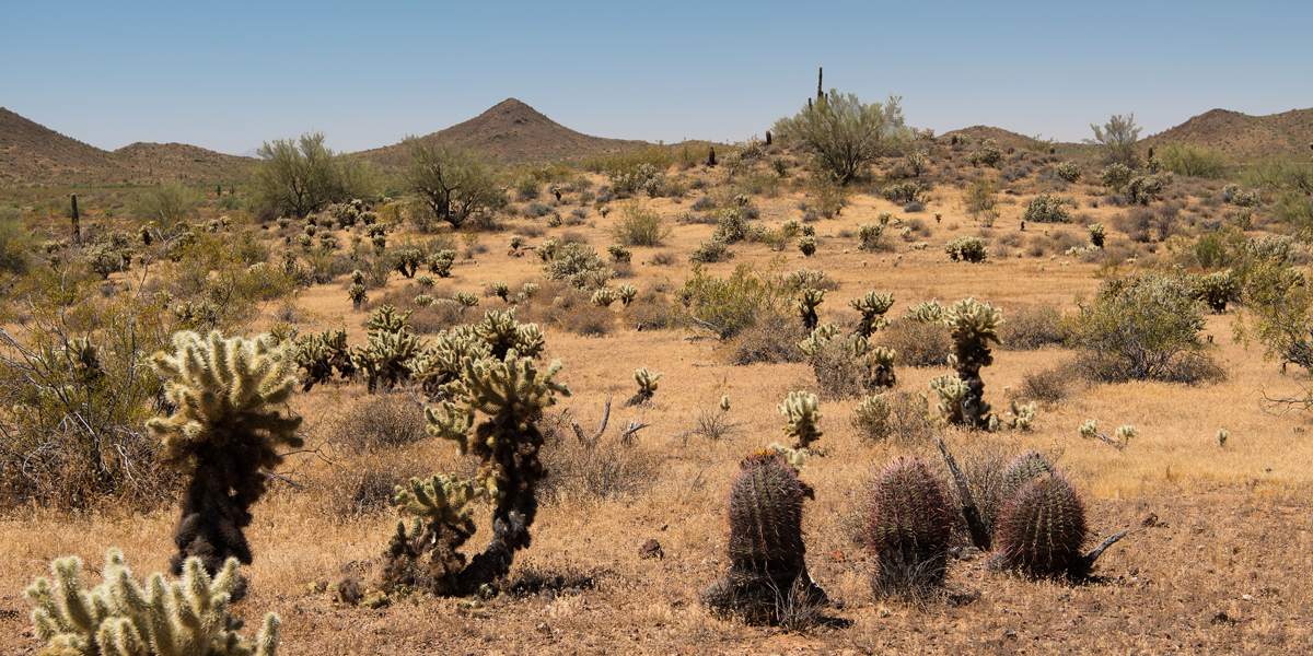 Top 10 Best Hiking Trails in Phoenix: Ultimate Guide for Outdoor Enthusiasts