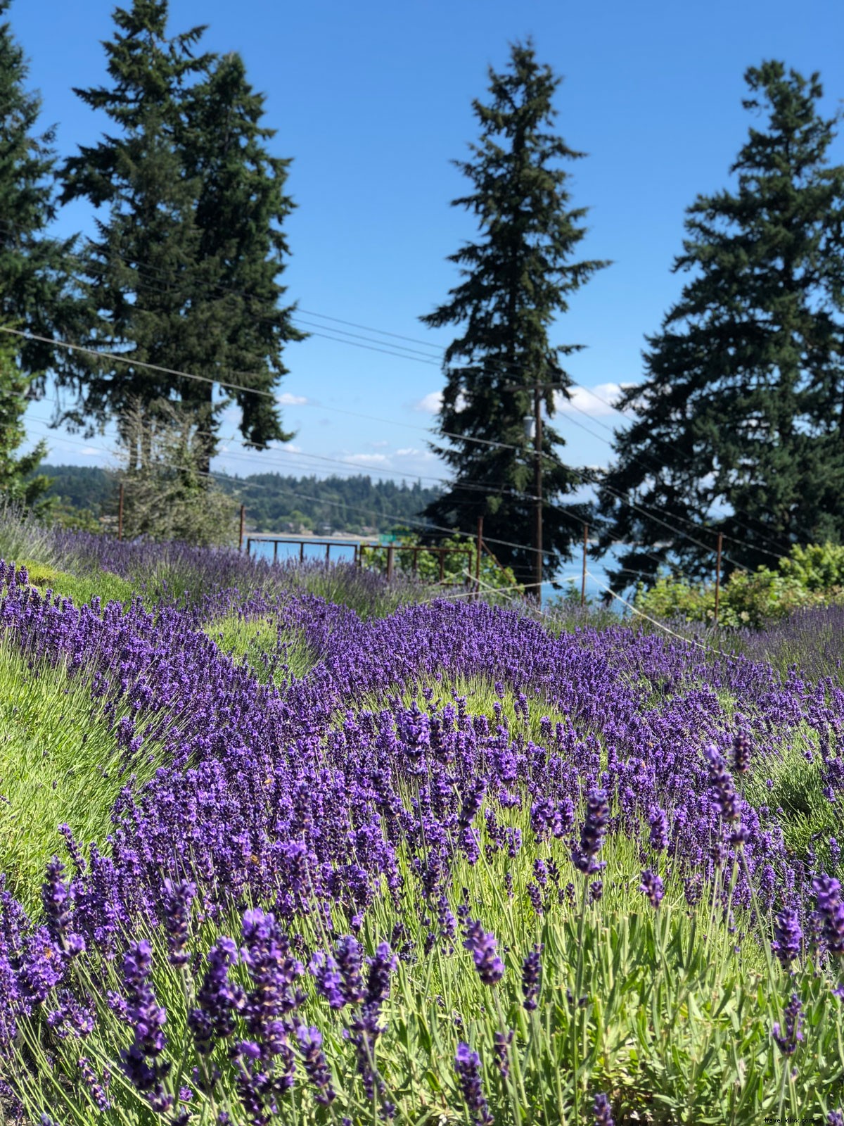 Vashon Island Day Trip from Seattle: Ferry Guide and Top Attractions