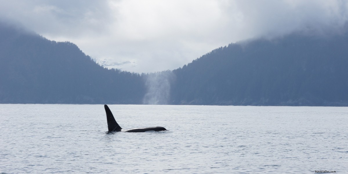 Top Photo-Worthy Adventures in Alaska: Glacier Treks, Wildlife, and Epic Views