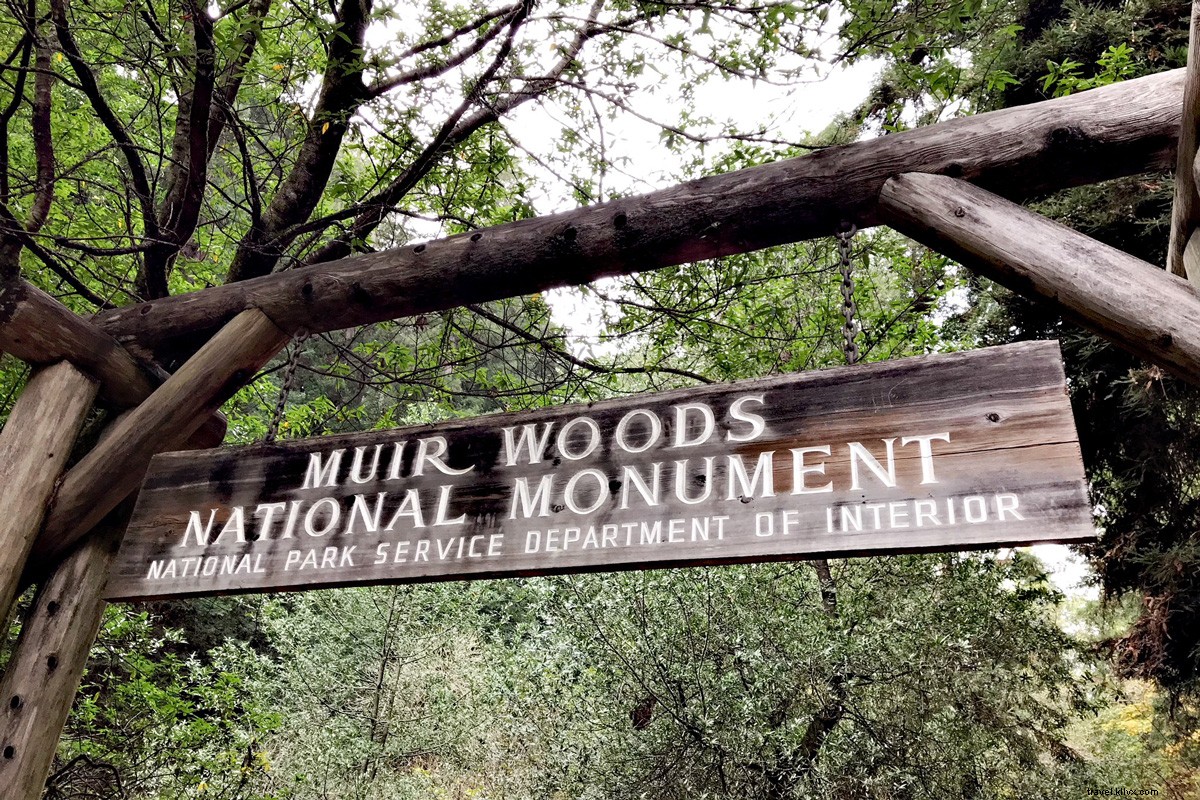 Muir Woods National Monument: Essential Tips for Exploring Ancient Redwoods
