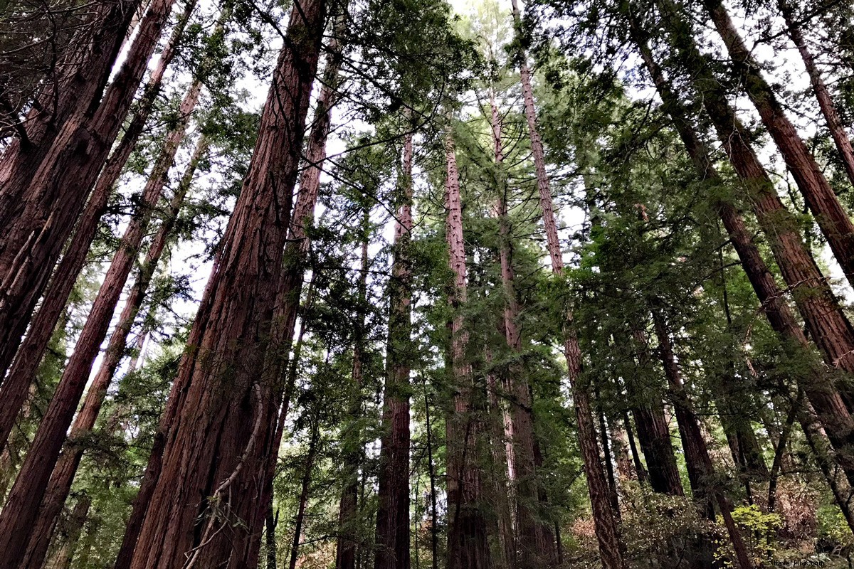 Muir Woods National Monument: Essential Tips for Exploring Ancient Redwoods