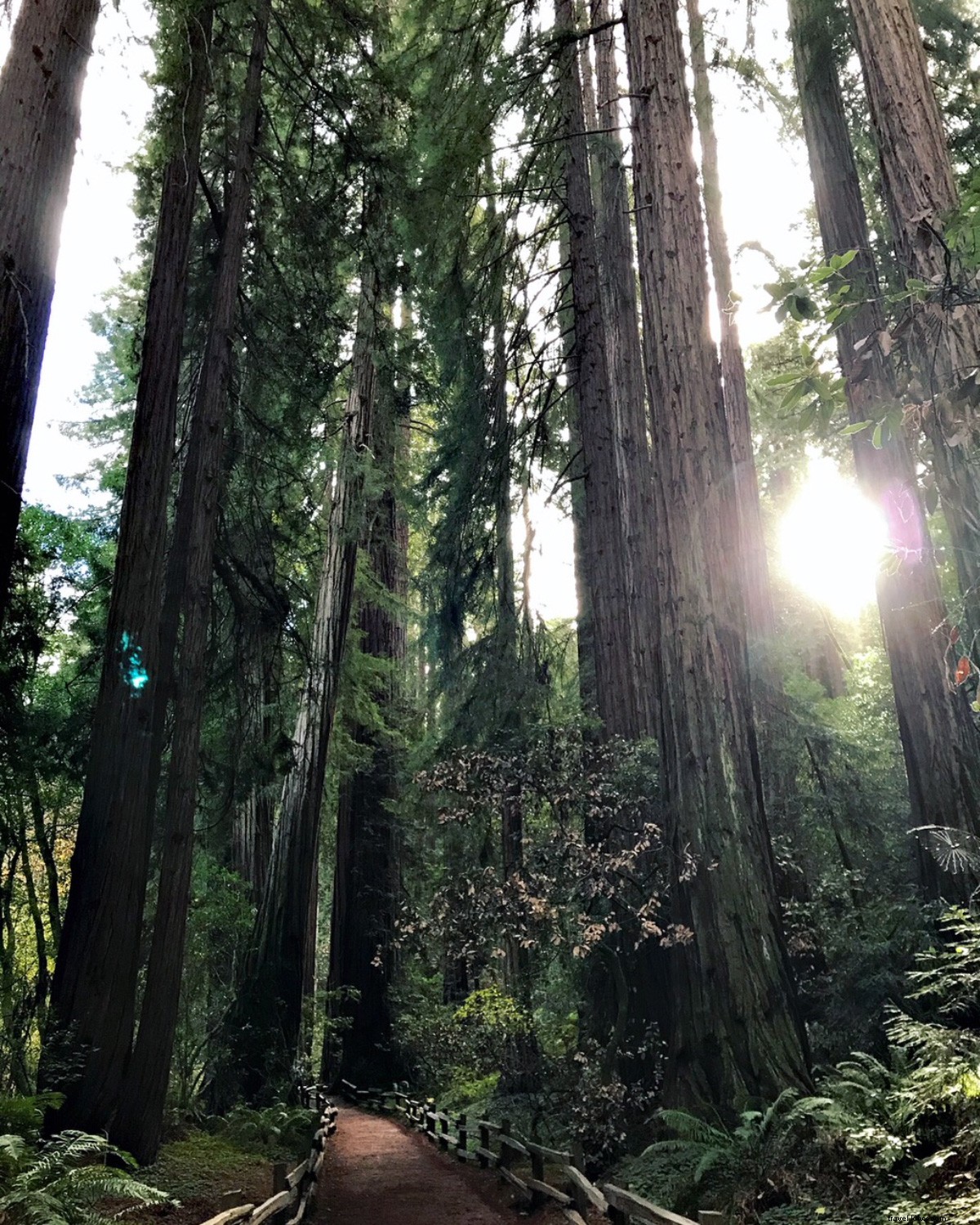 Muir Woods National Monument: Essential Tips for Exploring Ancient Redwoods
