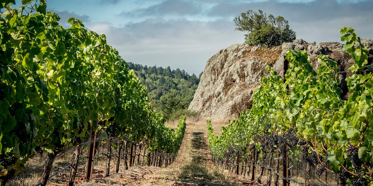6 Exceptional Wine and Scenic View Pairings in Santa Rosa and Sonoma County