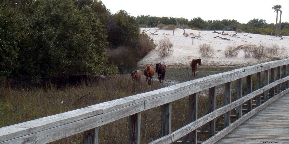 Cumberland Island: Georgia s Untamed Barrier Island Paradise
