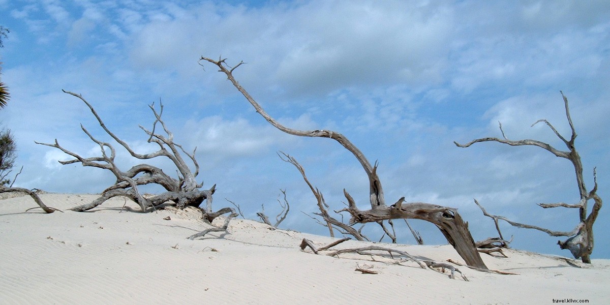 Cumberland Island: Georgia s Untamed Barrier Island Paradise