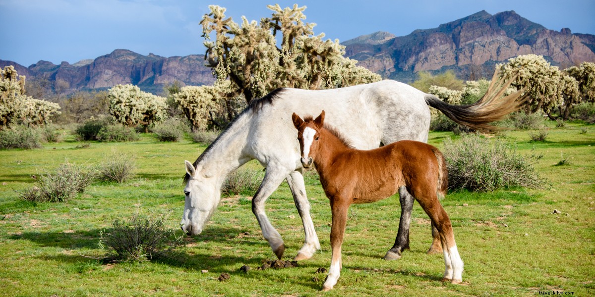 Discover the Iconic Wild Horses of Salt River in Tonto National Forest, Phoenix, Arizona