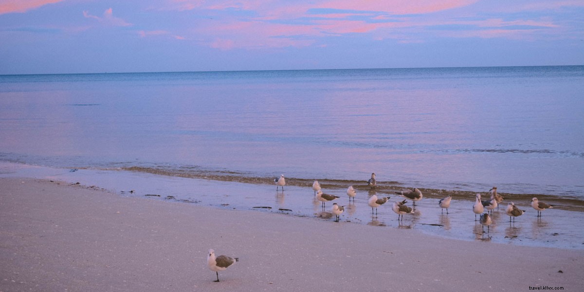Pink Shell Beach Resort & Marina: The Ideal Family-Friendly Stay in Fort Myers | Shayna Dodge