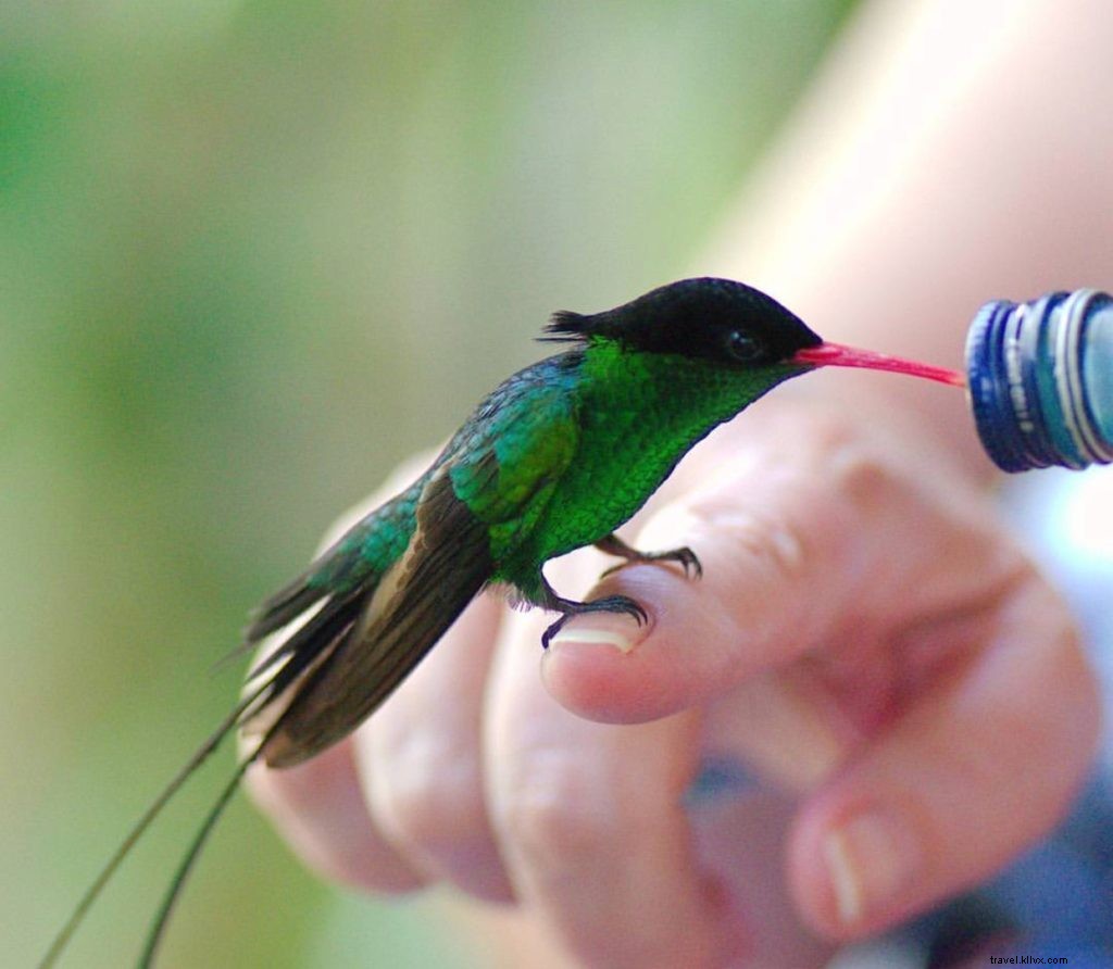 Top 10 Instagram-Worthy Spots in Montego Bay & Jamaica: This Week s Highlights