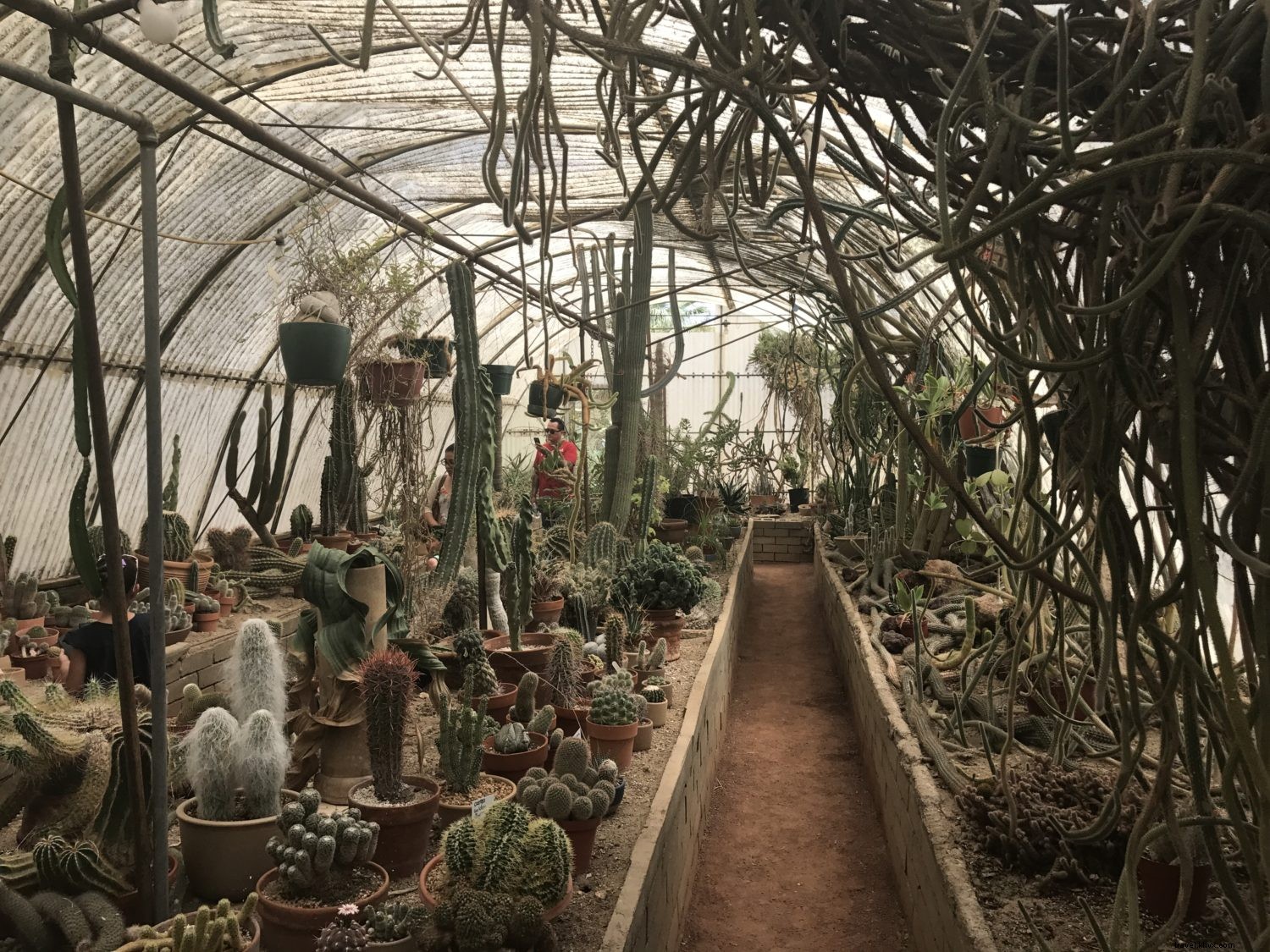 Palm Springs Poolside Long Weekend Itinerary: Ultimate Relaxation Guide