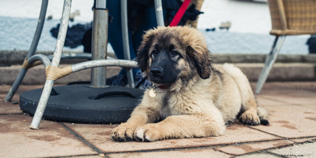 Top 10 Dog-Friendly Patios Across the US: Ideal Spots for You and Your Pup