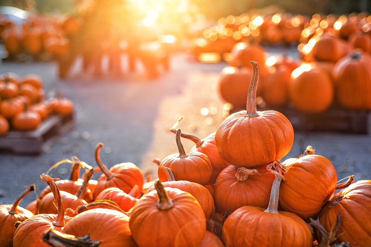 Ultimate Fall Events & Activities Guide: Top Autumn Experiences in Sun Country Airlines Domestic Destinations