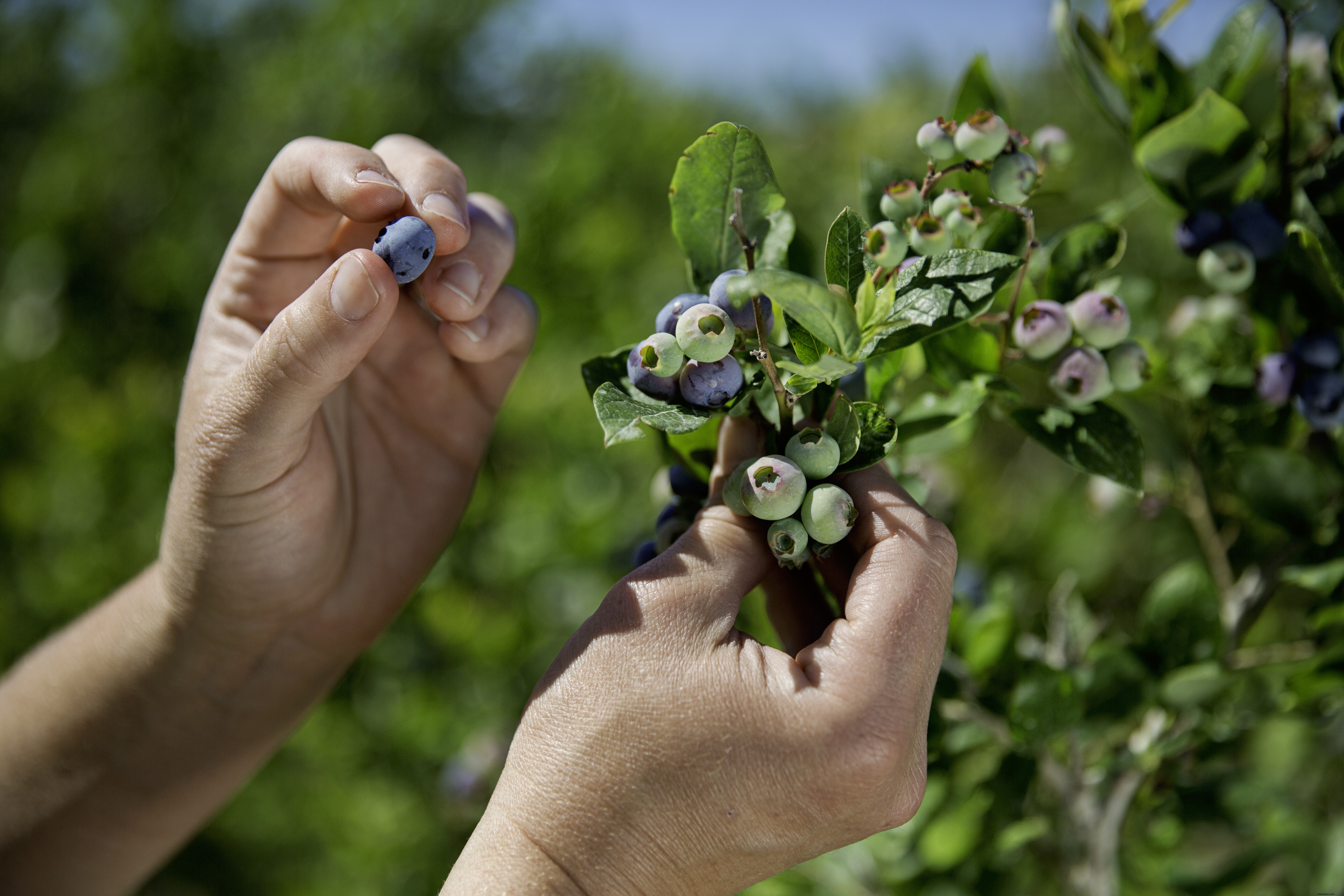 West Virginia Farm-to-Table Road Trip: A Food Lover s Itinerary Through Fresh Flavors
