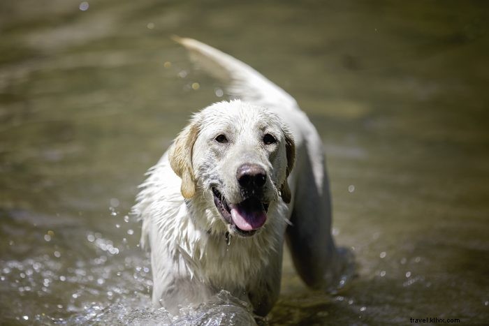 Top 5 Pet-Friendly Hiking Trails in West Virginia for You and Your Dog