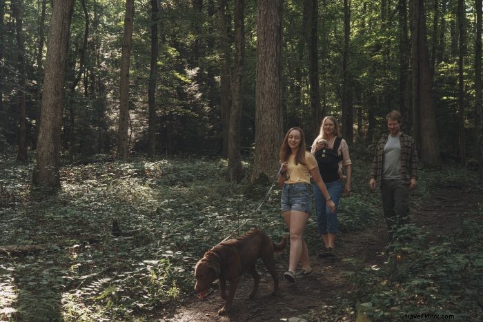 Top 5 Pet-Friendly Hiking Trails in West Virginia for You and Your Dog