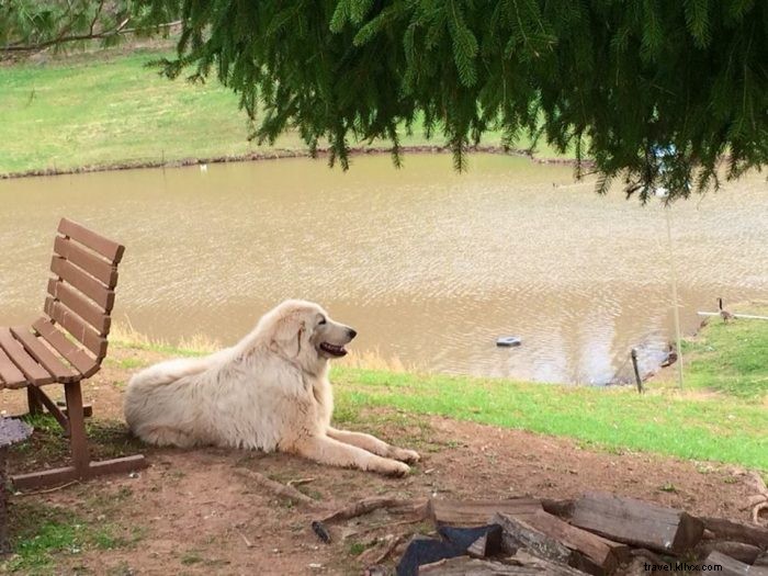 Top 5 Pet-Friendly Hiking Trails in West Virginia for You and Your Dog