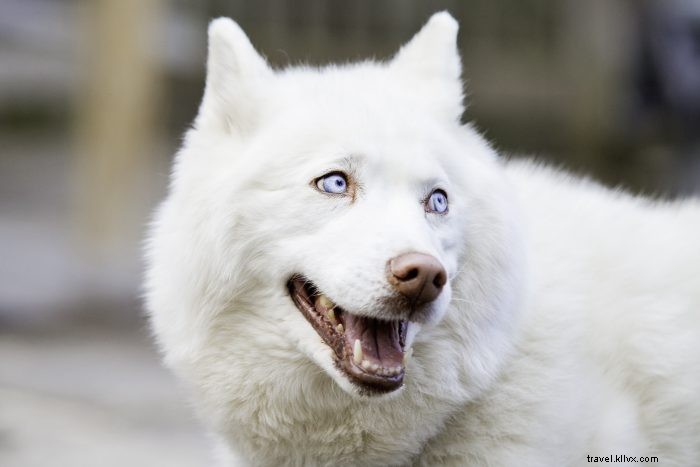 Top 5 Pet-Friendly Hiking Trails in West Virginia for You and Your Dog