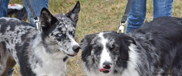 Top 5 Pet-Friendly Hiking Trails in West Virginia for You and Your Dog