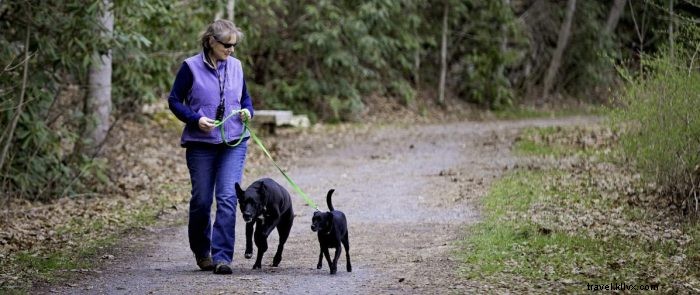 Top 5 Pet-Friendly Hiking Trails in West Virginia for You and Your Dog