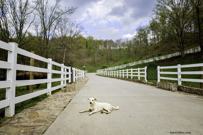 Top 5 Pet-Friendly Hiking Trails in West Virginia for You and Your Dog