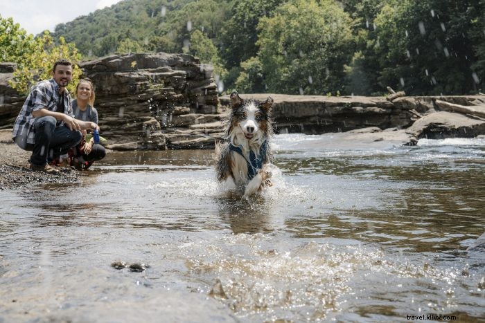 Top 5 Pet-Friendly Hiking Trails in West Virginia for You and Your Dog