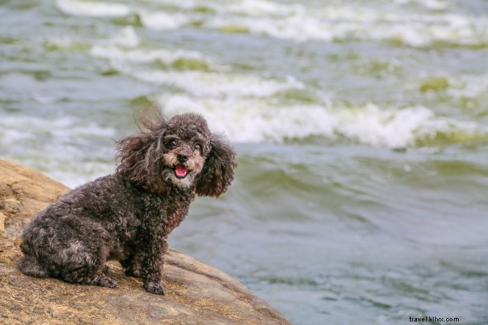 Top 5 Pet-Friendly Hiking Trails in West Virginia for You and Your Dog