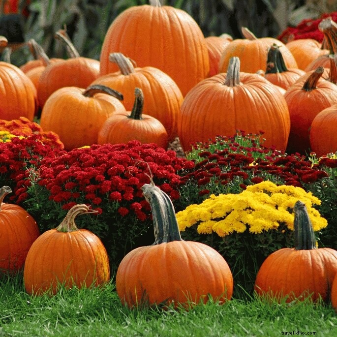 Discover the Best Pumpkin Patches in Almost Heaven, West Virginia