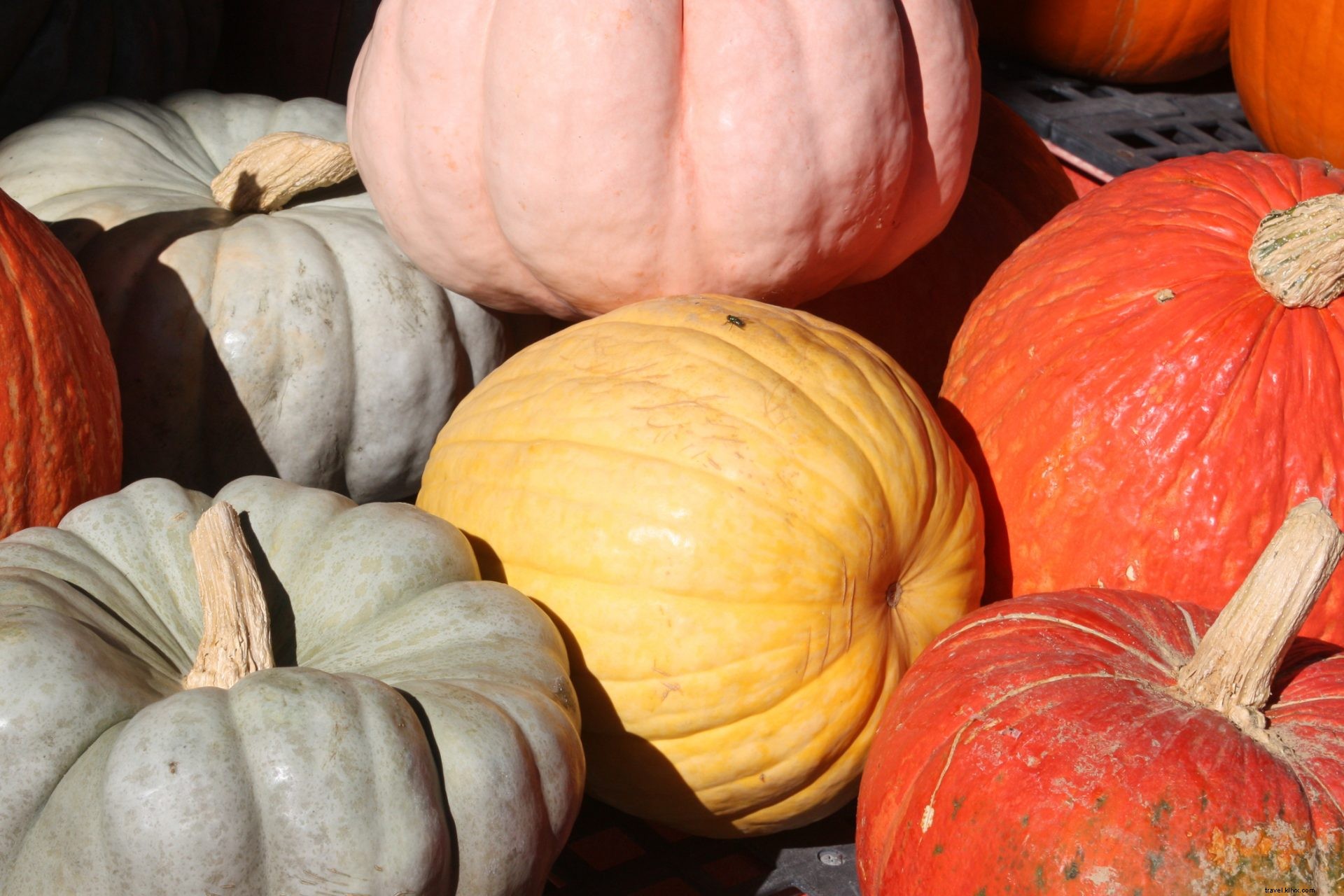 Discover the Best Pumpkin Patches in Almost Heaven, West Virginia