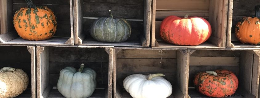 Discover the Best Pumpkin Patches in Almost Heaven, West Virginia