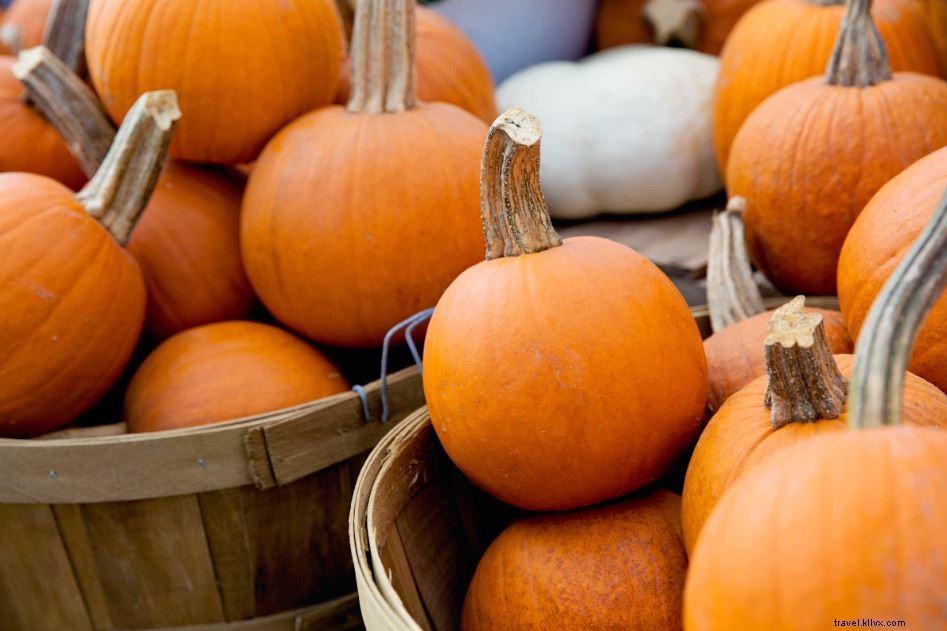 Discover the Best Pumpkin Patches in Almost Heaven, West Virginia