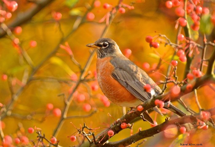 7 Engaging Backyard Adventures for Kids: Fun Outdoor Activities at Home