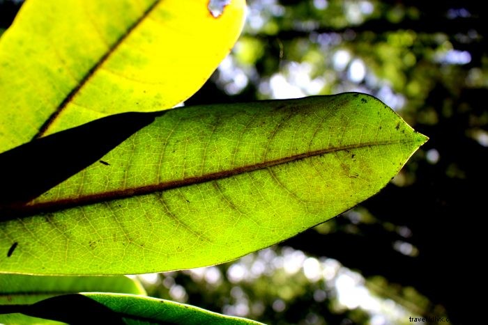 7 Engaging Backyard Adventures for Kids: Fun Outdoor Activities at Home