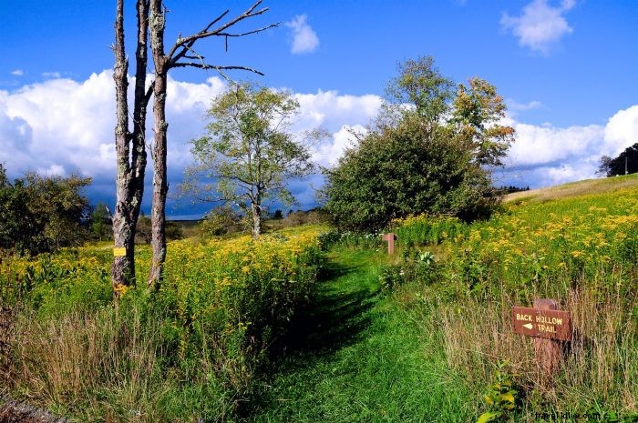 Discover 4 Stunning West Virginia Spots for Spring Wildflower Viewing