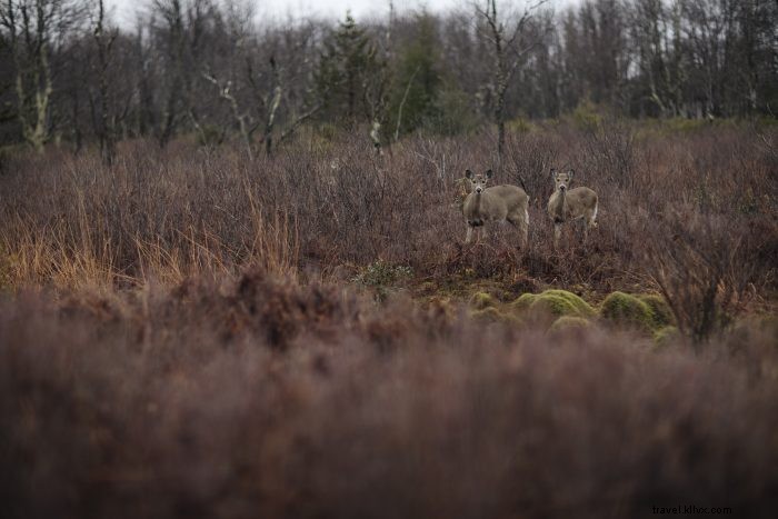 Best Wildlife Watching Spots in West Virginia s Almost Heaven