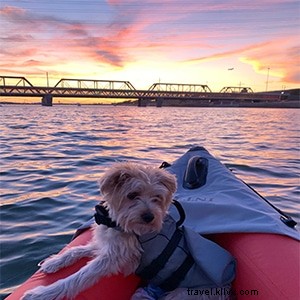 Top Dog-Friendly Places in Tempe: Parks, Restaurants, Activities & Hotels