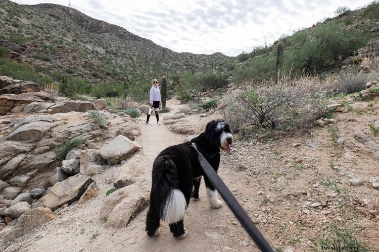 Top Dog-Friendly Places in Tempe: Parks, Restaurants, Activities & Hotels