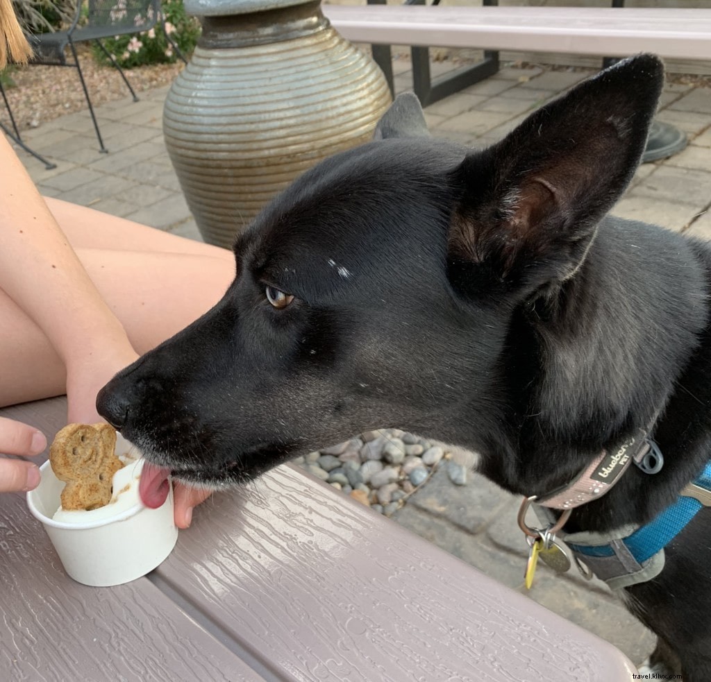 Top Dog-Friendly Places in Tempe: Parks, Restaurants, Activities & Hotels