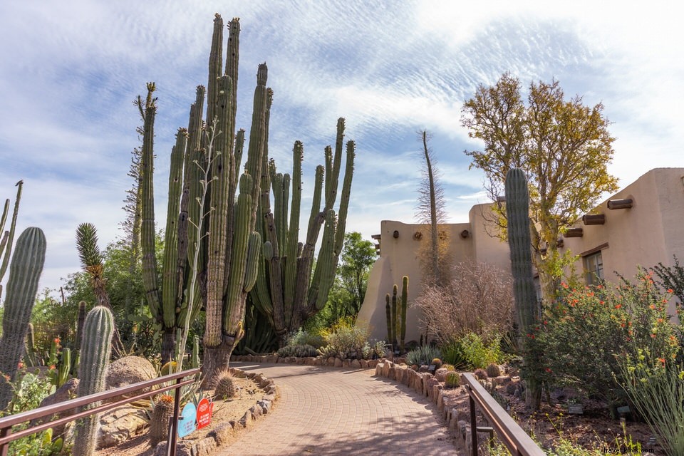 Explore Tempe Virtually: Top Museums, Zoos, and Attractions from Home